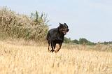 BEAUCERON 205